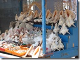 seashells at velankanni