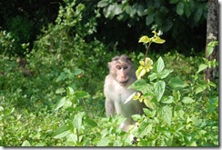 Where are these guys going? - Vazhachal forest