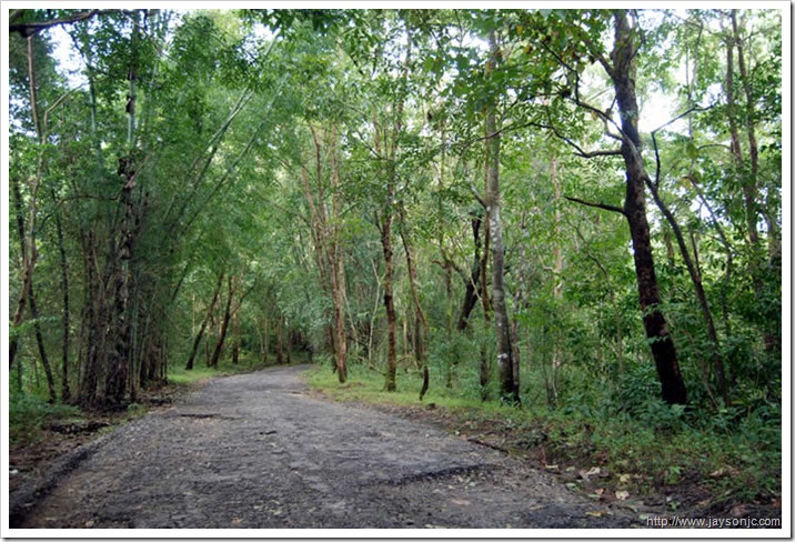 Sholayar forest