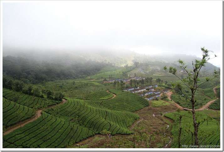 Tea plantations on the road to Aliyar