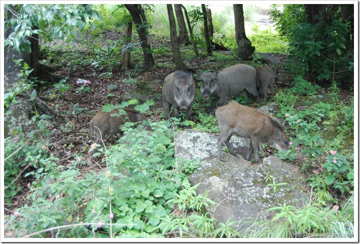 Wild boars in Anamalai wildlife sanctuary