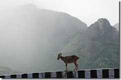 Nilgiri Tahr on Aliyar - Valparai road