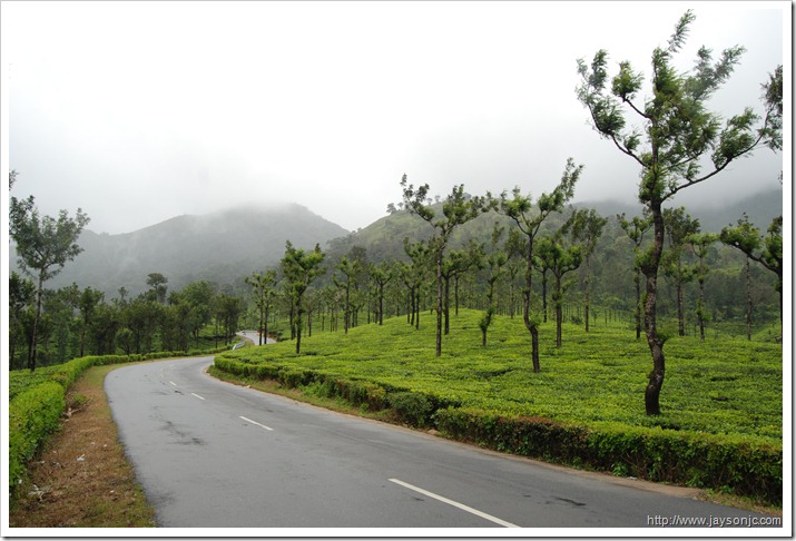 Aliyar - Valparai tea plantations