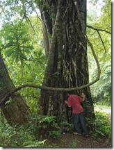 Giants trees on the way to Chalakkudy