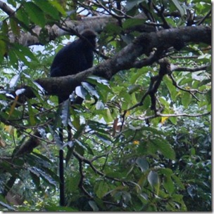 Lion Tailed Monkey - Chalakkudy