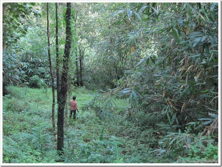 Elephant herd near Vazhachal