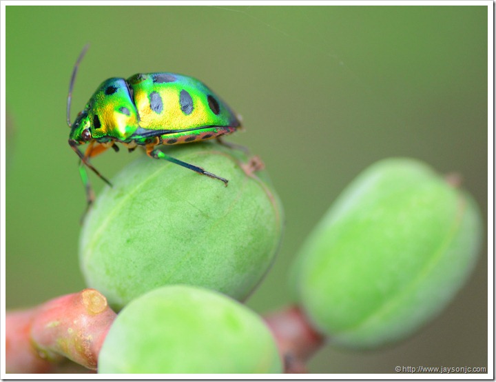 Green Jewel Bug in TBGRI
