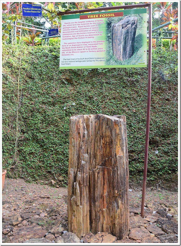 Wood fossil on display at TBGRI Palode