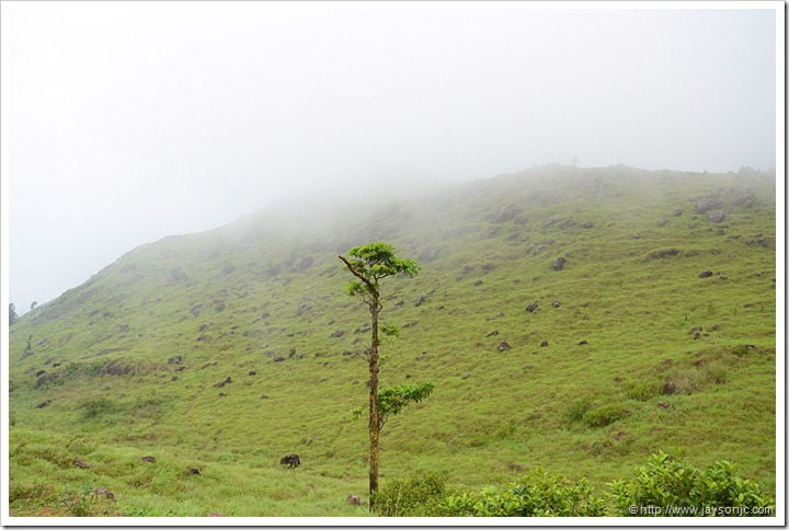 View from Ponmudi Top