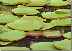 Giant Water Lilly