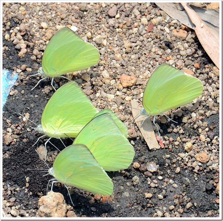 Yellow Butterflies at Peppara Dam