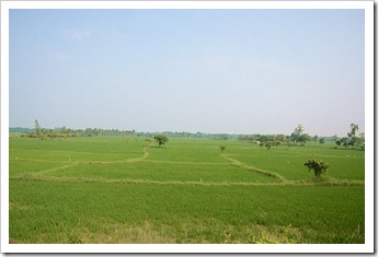 Paddy fields along the way