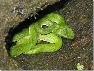 Green Pit Viper Gavi