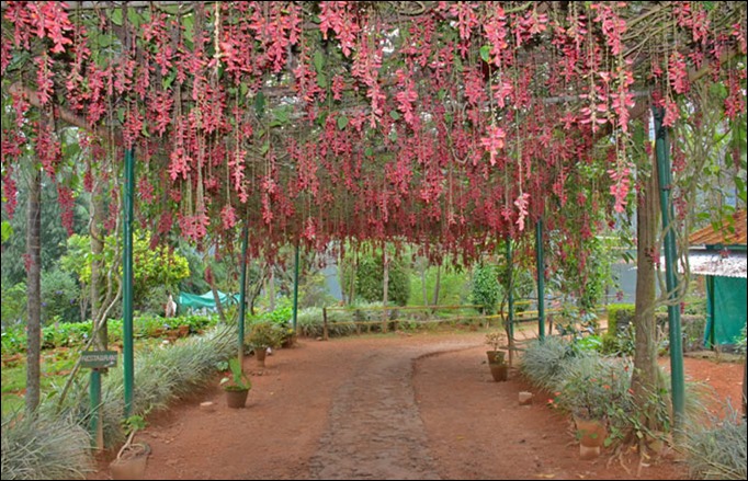 Clock Vine tunnel in Gavi