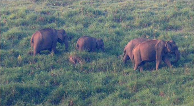 Gavi elephant herd spotted during jeep safari