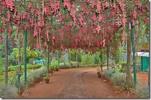 Clock Vine in Gavi