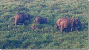 Elephants in Gavi