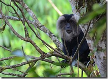 lion tailed macaque