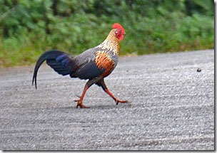 Wild Rooster